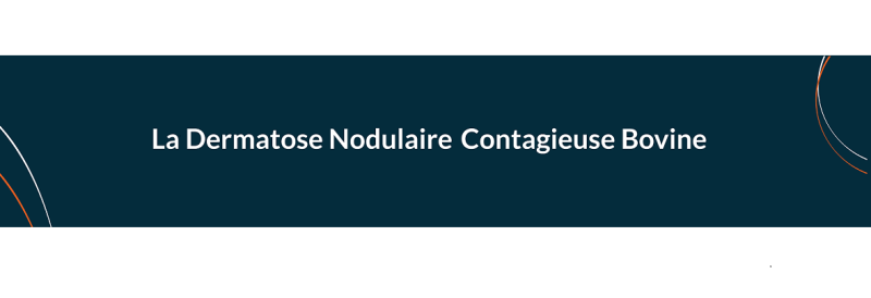 La dermatose nodulaire contagieuse bovine